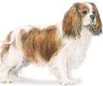 king charles cavalier spaniel