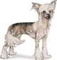 chinese crested breed