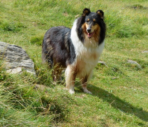 Rough coated Collie standing in rural setting