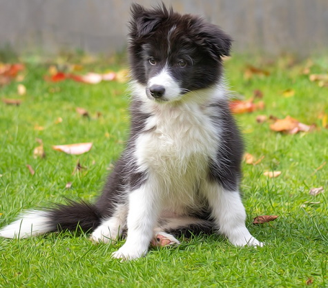 Collie puppy sitting in the grass