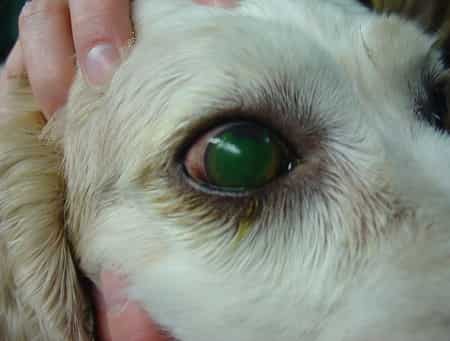 corneal ulcer in dog