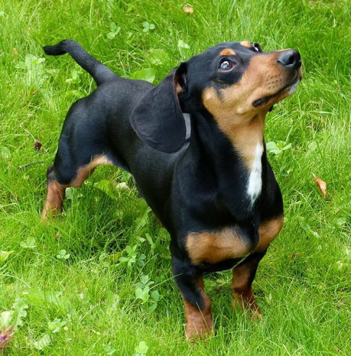 smooth coated Dachshund standing outside in the grass looking up