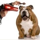 dog being groomed with hair dryer