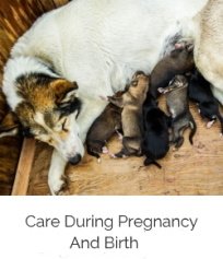 Dog Pregnancy