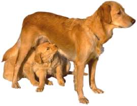 Dog Pregnancy Calendar - A Weekly Guide to Follow Your Dog's Pregnancy