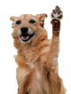 Dog Giving a High Five