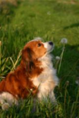 Spaniel In Grassy Field