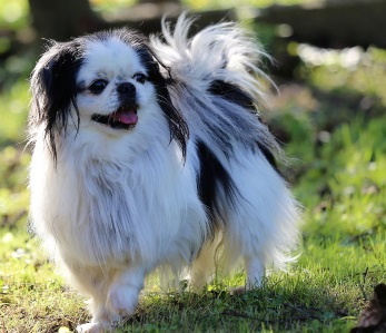 Japanese Chin dog breed outside standing in the grass