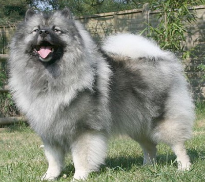 Keeshond dog standing outside in a garden