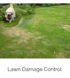 dog urine damage to lawn
