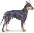 Manchester terrier dog breed illustration