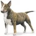 Miniature Bull terrier illustration