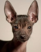 Xoloitzcuintle dog image