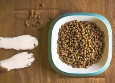 dog paws next to bowl of kibble
