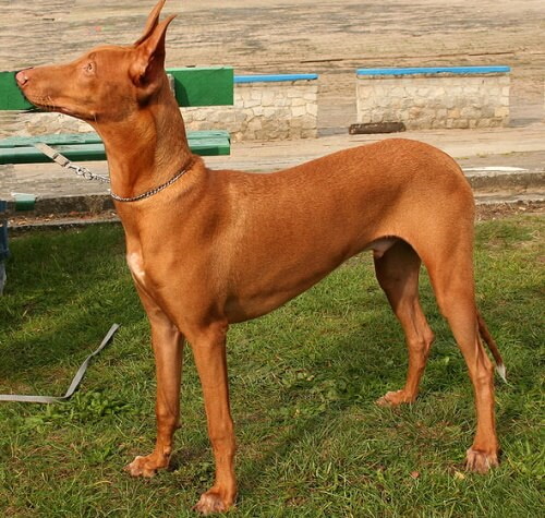 pharaoh hound standing in the grass looking up