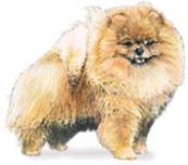 Toy Pomeranian dog