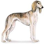 Saluki dog breed