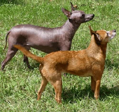 Xoloitzcuintle - A Rare Dog Breed aka Mexican Hairless Dog