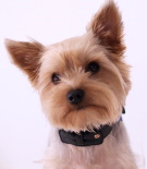 yorkshire terrier portrait