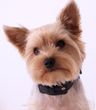 Yorkshire Terrier portrait