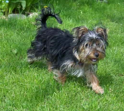 Yorkshire Terrier
