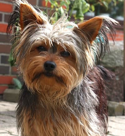 Yorkshire Terrier Outside Close Up Yorkshire Terrier outside close up head and shoulders